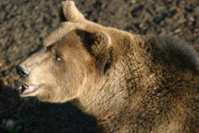 Elevage de Bisons et cohabitation de loups et d'ours