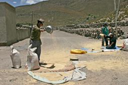Au sortir du Salar d'Uyuni séchage égrainage du quinoa en famille