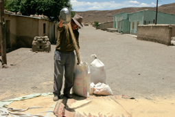 Au sortir du Salar d'Uyuni séchage égrainage du quinoa