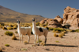 Lamas