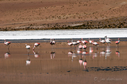 Flamenco, Flamant