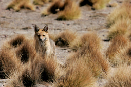 Renard craintif mais très curieux