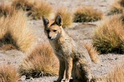 Renard craintif mais très curieux