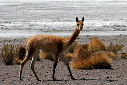 Vicuñas, Vigogne